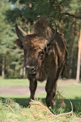 Bison bonasus Poland