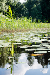 Reflections in the calm lake water with water lilies