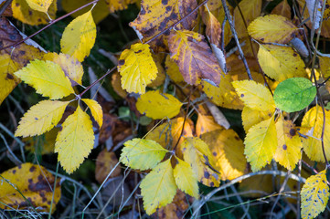 yellow leave