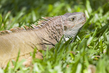 Iguana in Bali, Indonesia