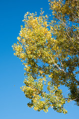 Fall in Colorado