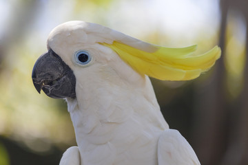 Yellow-crested white cockatoo parrot in nature surrounding, Bali, Indonesia