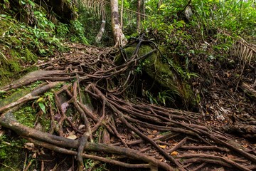 Deep wet jungle