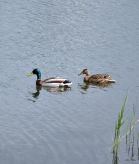 duck and Drake on lake