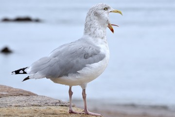 Lachende Möwe auf Jersey