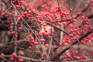 Ashberry  in winter