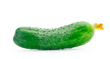 cucumber isolated