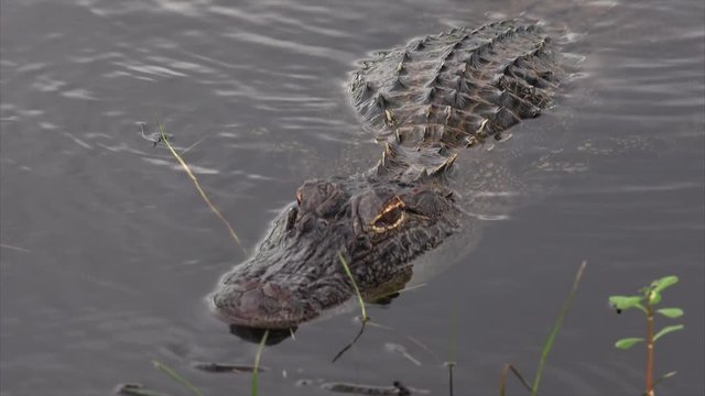 Alligator swims through swamp at Sabine National Wildlife Refuge in southern Louisiana