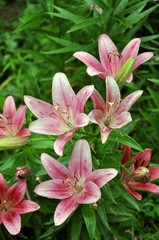 pink lilies