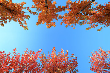 Bäume in der Baumschule von unten gesehen