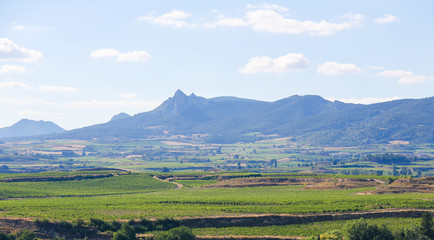 Fototapeta na wymiar Vineyards in Haro, La Rioja, Spain