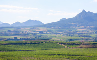 Vineyards in Haro, La Rioja, Spain