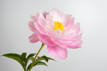 Pink peony flower with yellow stamens stem and leaves isolated on a gray background.