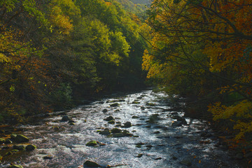 Bode im Harz fließt durch schönen Herbstwald