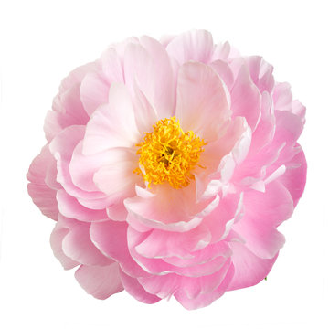 Fototapeta Pink peony flower with yellow stamens, isolated on white background