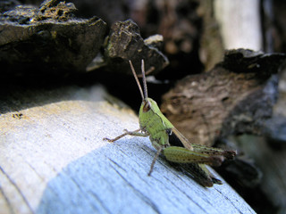 Green grasshopper on wood