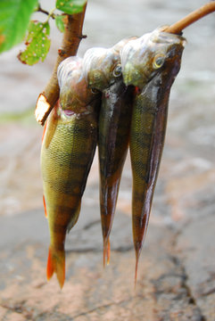 Fresh caugh bass on stick