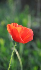 poppy flowers