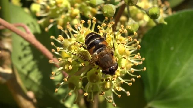 Syrphe sur fleur de lierre.