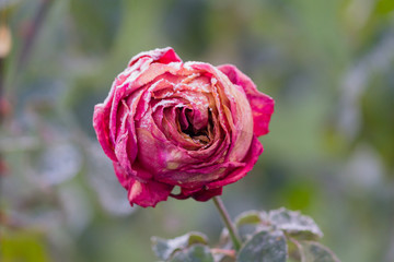Red rose in the cold. Flowers and gardens