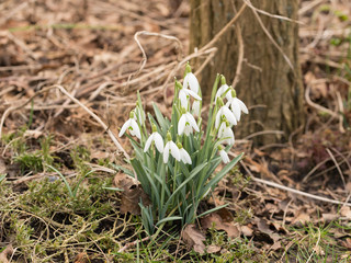 Group of white  flowering snowdrops in the early spring