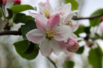 Blooming apple trees in the garden in spring. It's a nasty day.