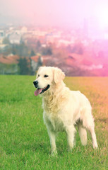 Golden retriever