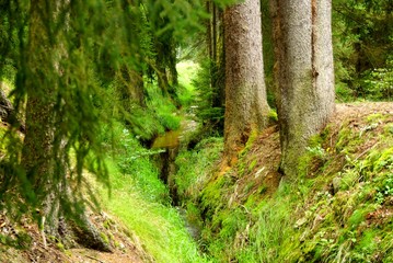 South Bohemian forest-4