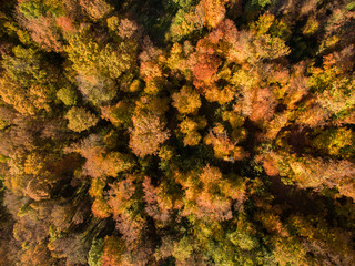Aerial view of autumn forest