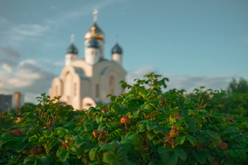 Soft focus photo of briar bush with blurred orthodox church on b