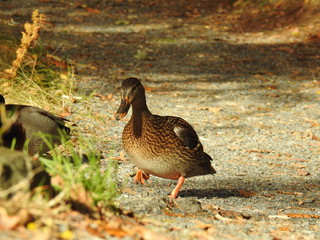 mallard walking on a autumn path