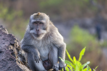 Wild monkey at the top of mountain Batur in Bali island