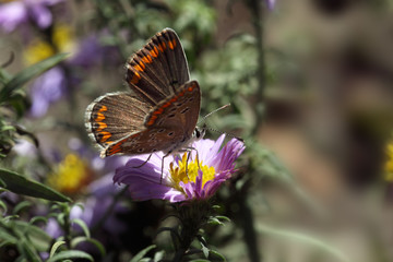Moth among the autumn colors