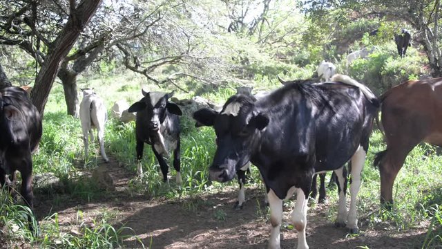 View of cows near Barichara, Colombia