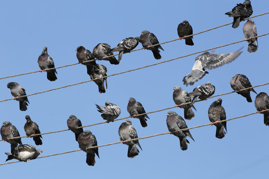 Pigeons, who live power lines