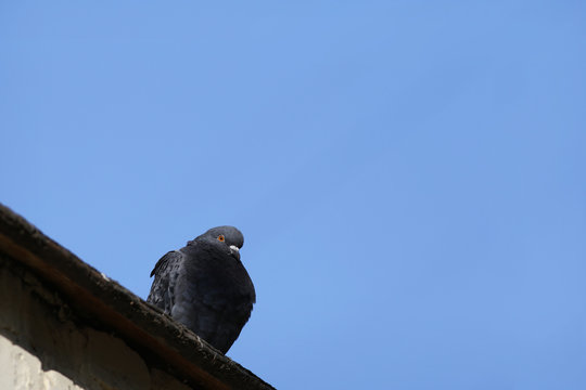 Lonesome Dove On The Roof