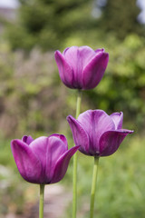 lilafarbene Tulpen im Garten