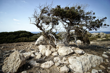 Lonely dry tree in Cyprus