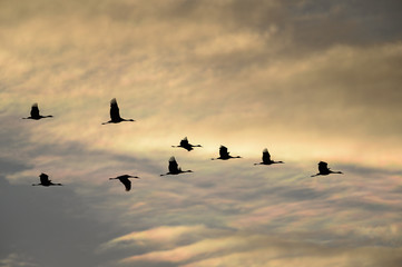 Sandhill Cranes in Flight in Front of Iridescent Clouds