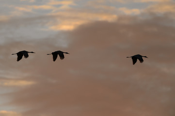 Sandhill Cranes in Flight in Front of Sunset Clouds