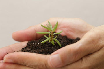 Fototapeta premium hand holding soil and small plant 