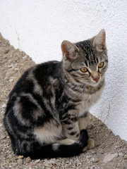 kahverengi siyah kedi resimleri