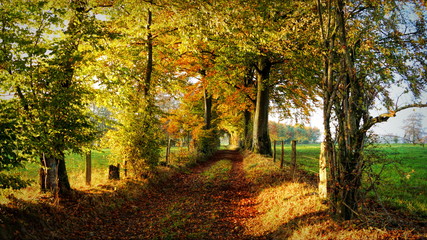 Fototapeta premium Chemin automnale