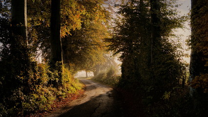 Fototapeta premium Lumière automnale