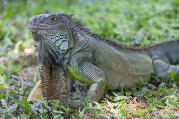 Large iguana in Bali, Indonesia