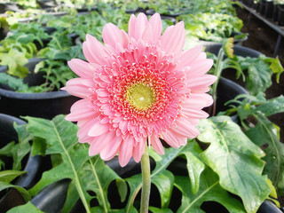 Flowers planted in a pot. Gerbera.
