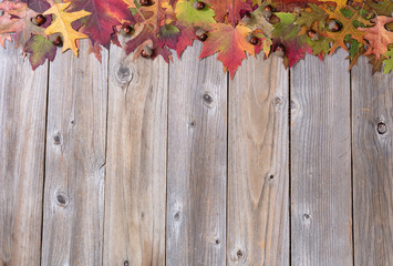 Naklejka na ściany i meble Top Border of vibrant autumn foliage and acorns on aged wood