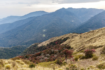 Beautiful rhododendron forests