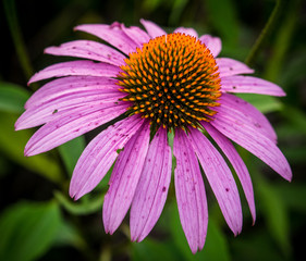Purple Cone Flower