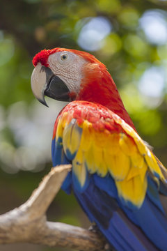 Colorful red-yellow-blue parrot at Bali Birds Park, Indonesia
